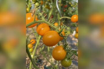 Tomate "Cerise gelb" - BIO-Tomatensorte [samenfest]