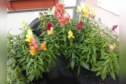 Ganzjährige Balkonpflanzen: Tipps für einen blühenden Blumenkasten - ideal als Sichtschutz
