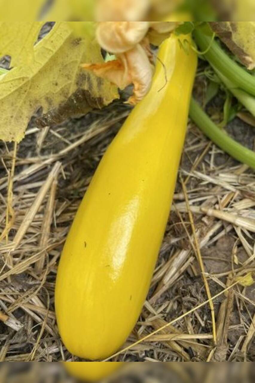 Gemüsesamen Set "Zucchini" - 4 BIO-Sorten [samenfest]