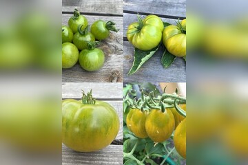 Tomaten-Set "grüne Tomaten" - 4 BIO-Tomatensorten [samenfest]