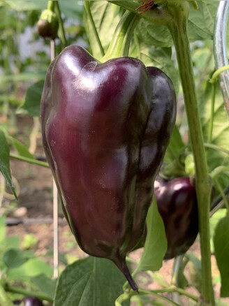 Paprika "Black Hungarian" -BIO-Paprikasamen [samenfest]