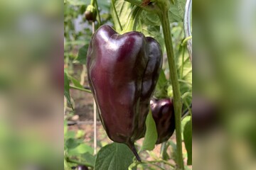 Paprika "Black Hungarian" -BIO-Paprikasamen [samenfest]