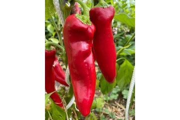 Paprika "Marconi Red" - BIO-Paprikasamen [samenfest]