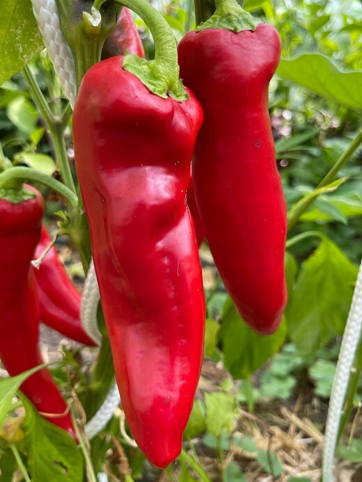 Paprika "Marconi Red" - BIO-Paprikasamen [samenfest]