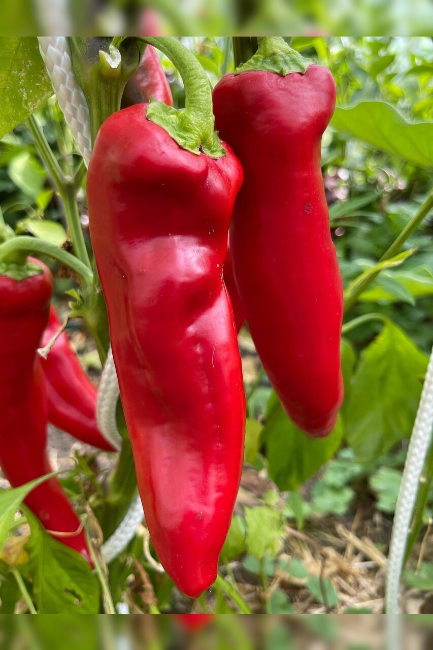 Paprika "Marconi Red" - BIO-Paprikasamen [samenfest]