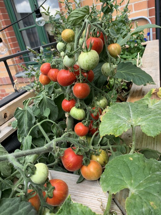 Tomate "Fuzzy Wuzzy" - BIO-Tomatensorte [samenfest]