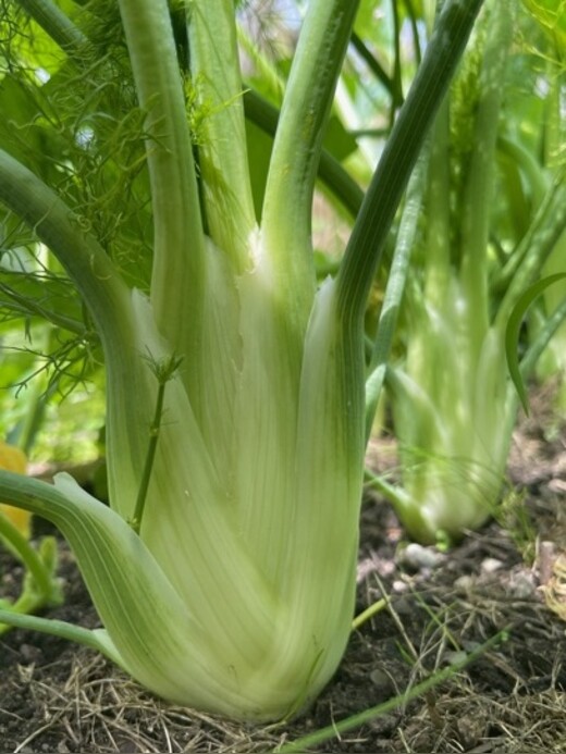 Knollenfenchel Samen "Selma" (samenfestes & BIO)