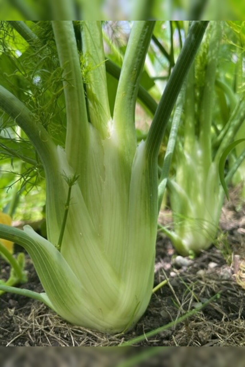 Knollenfenchel Samen "Selma" (samenfestes & BIO)