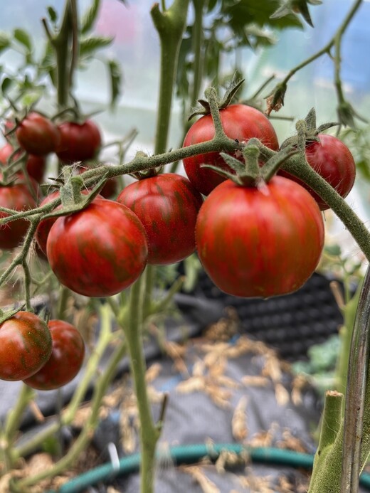 Tomate "Black Zebra Cherry" - BIO-Tomatensorte [samenfest]