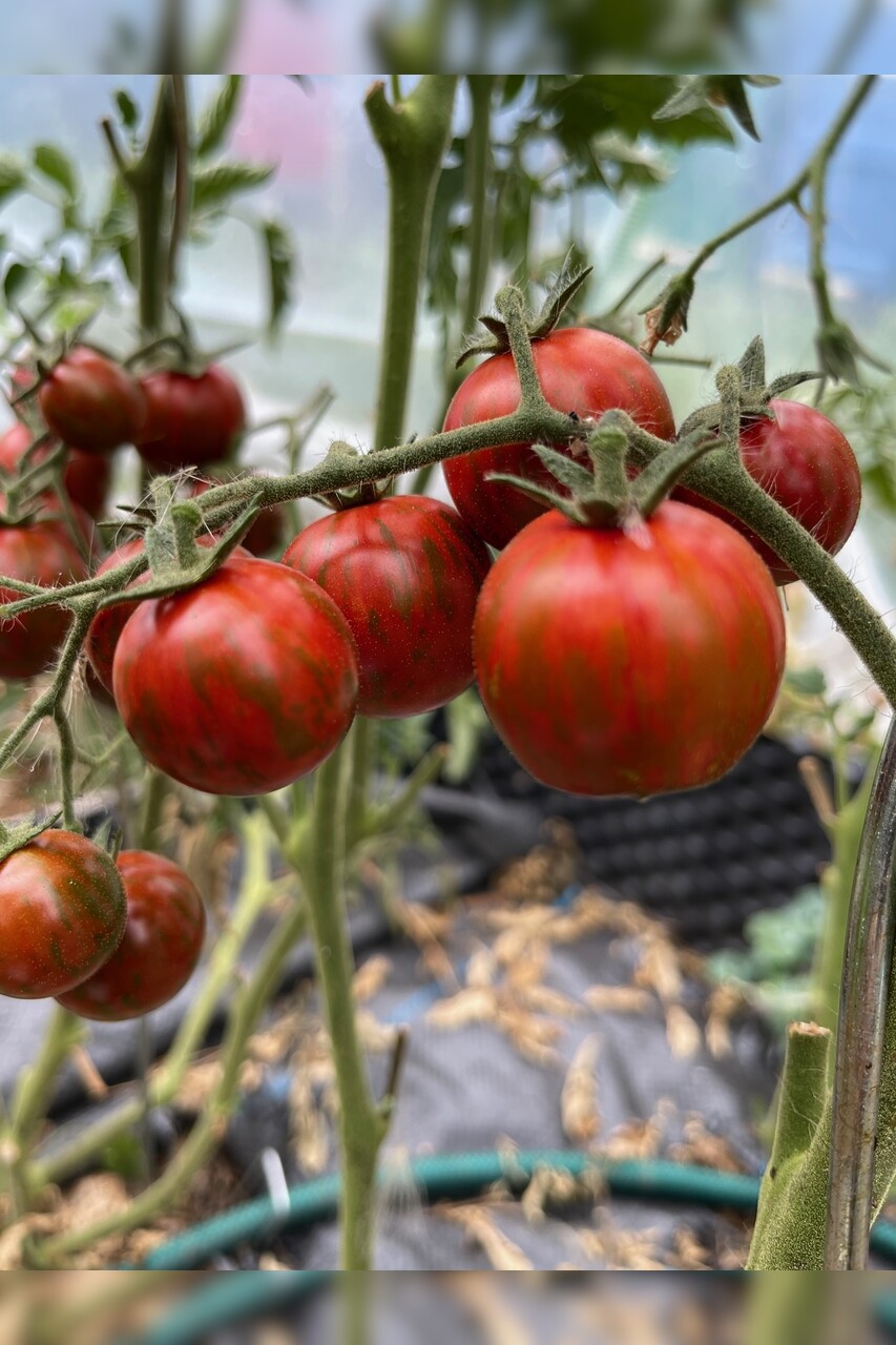 Tomate "Black Zebra Cherry" - BIO-Tomatensorte [samenfest]