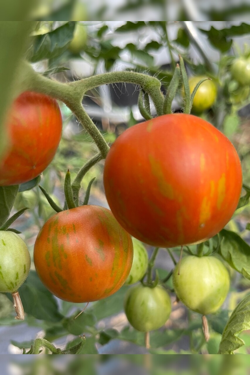 Tomate "Tigerella" - BIO-Tomatensorte [samenfest]