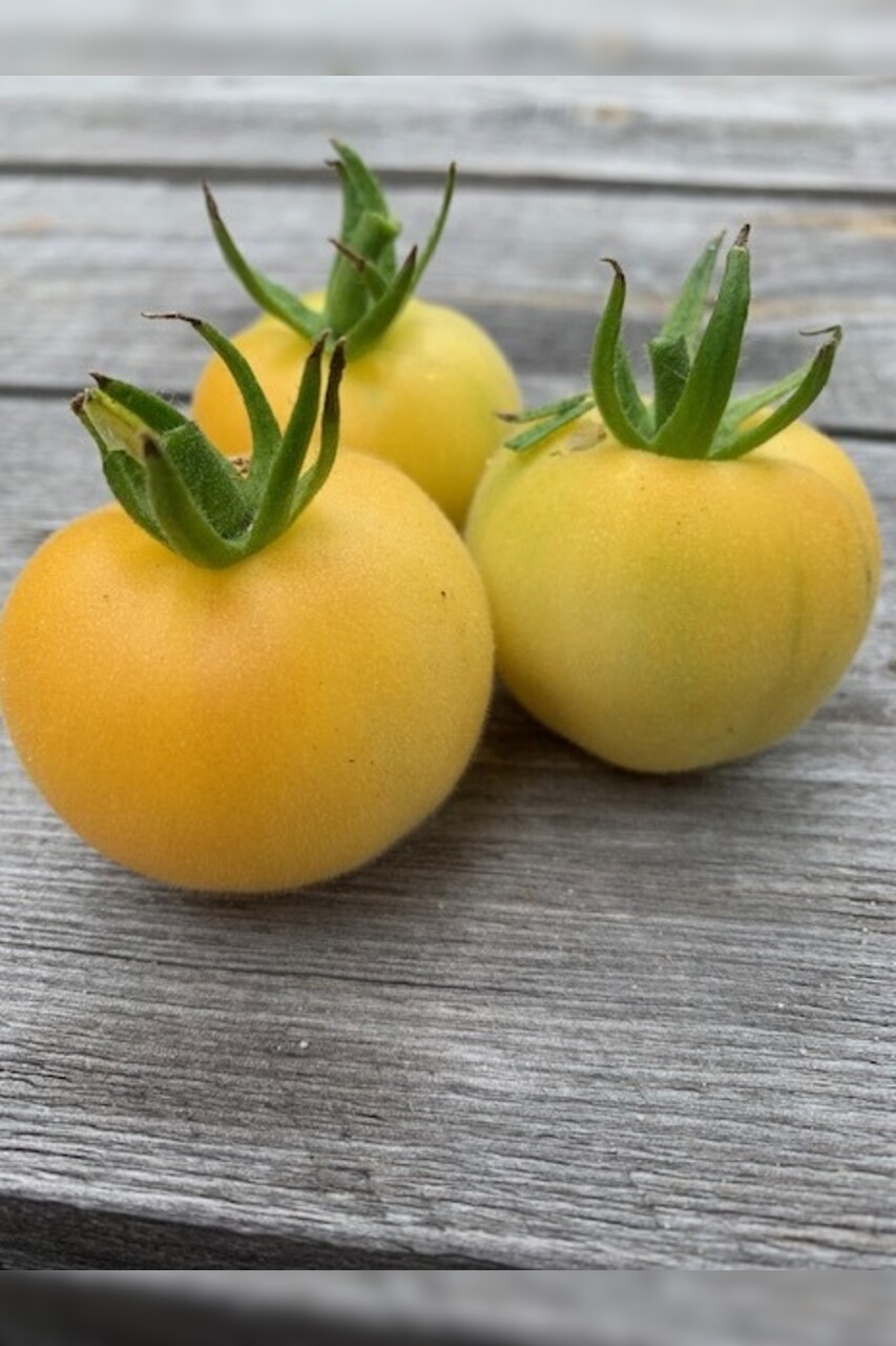 Tomate "weißer Pfirsich" - BIO-Tomatensorte [samenfest]