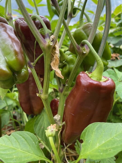 Paprika "Sweet Chocolate" - BIO-Paprikasamen [samenfest]