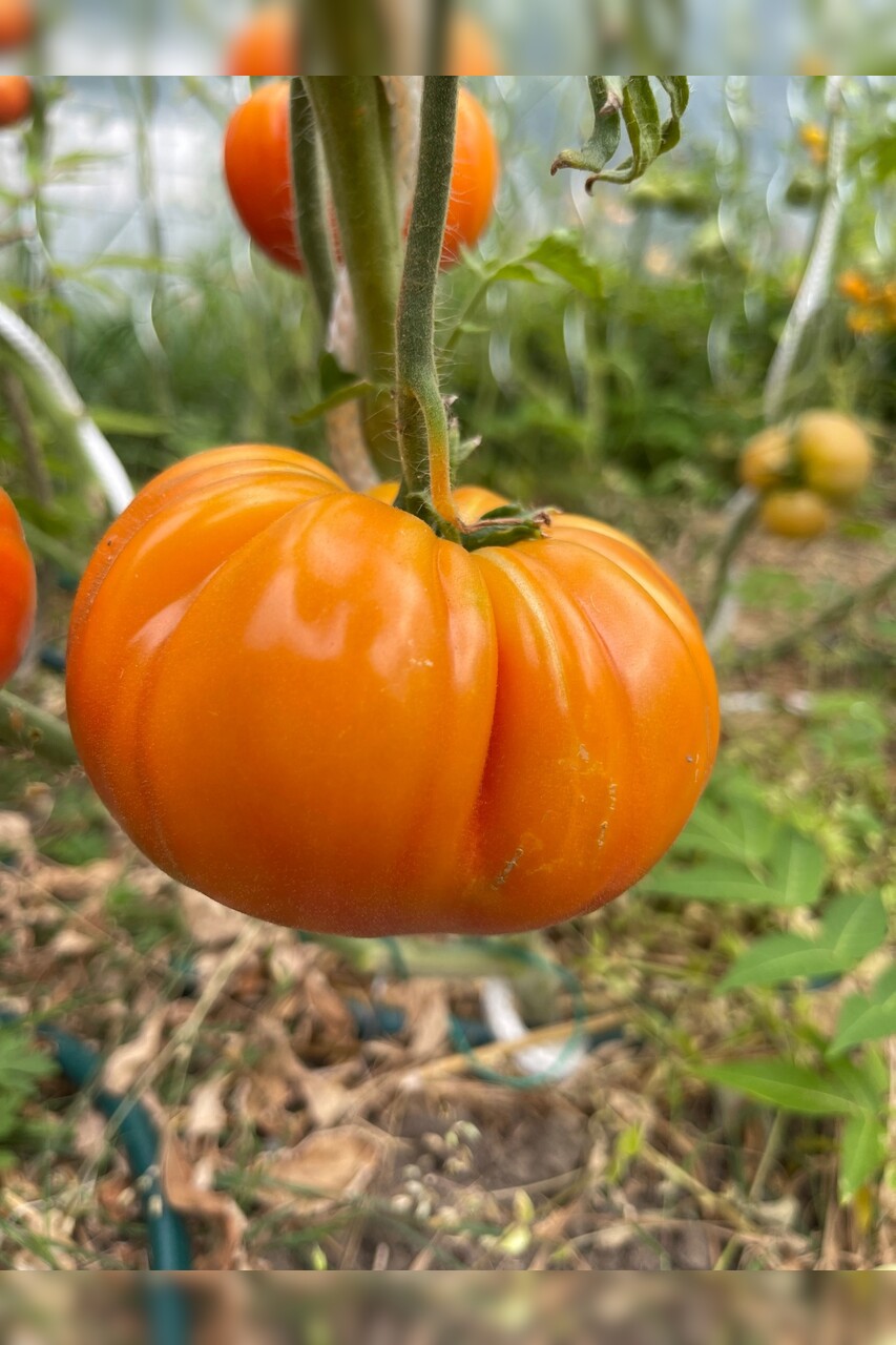 Tomate "Ananastomate" - BIO-Tomatensorte [samenfest]