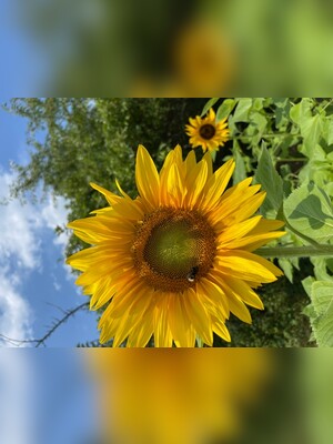 Blume