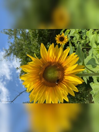 Blume