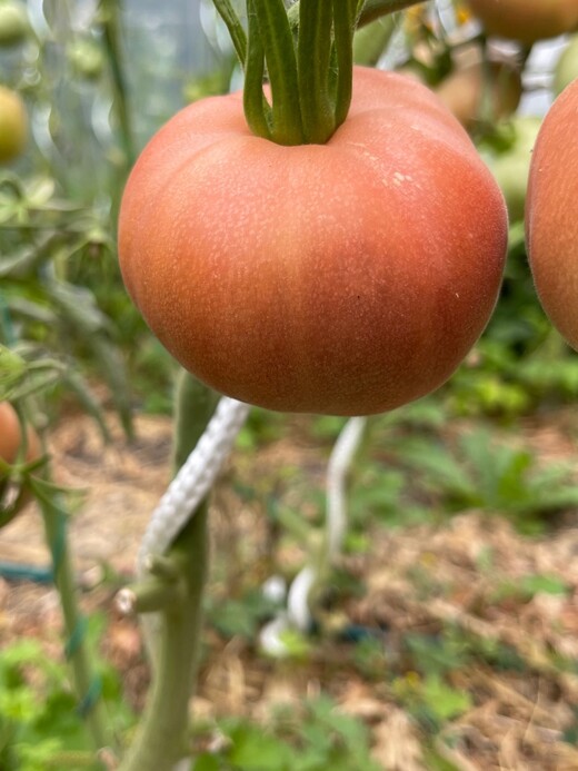 Tomate "Ananas Noir" - BIO-Tomatesorte [samenfest]