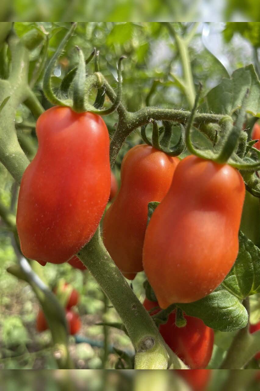 Tomaten Set "Alte Tomatensorten" - 4 BIO-Sorten [samenfest]