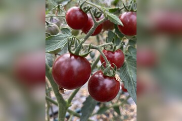 Tomate "Blue Pitts" - BIO-Tomatensorte [samenfest]