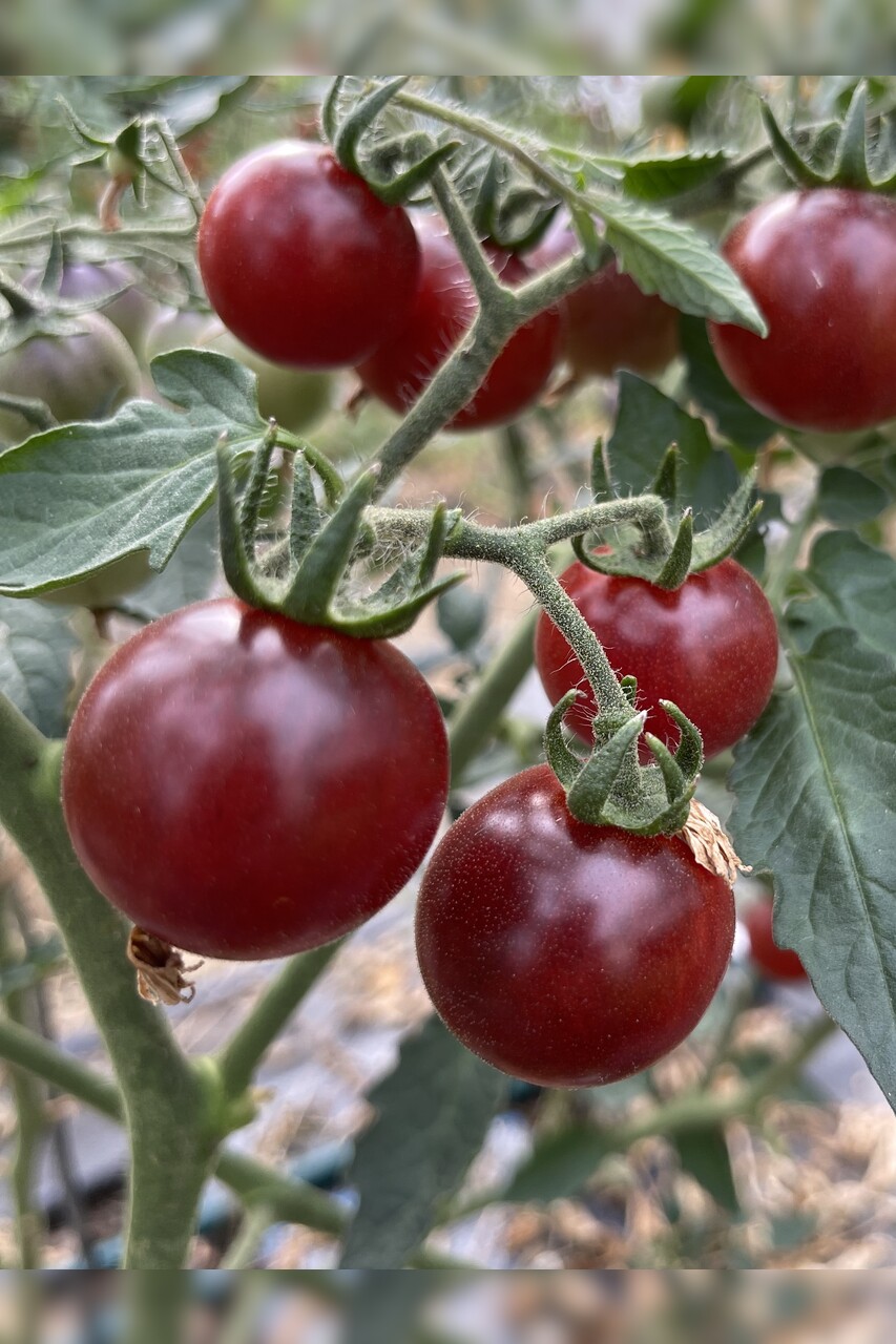 Tomate "Blue Pitts" - BIO-Tomatensorte [samenfest]