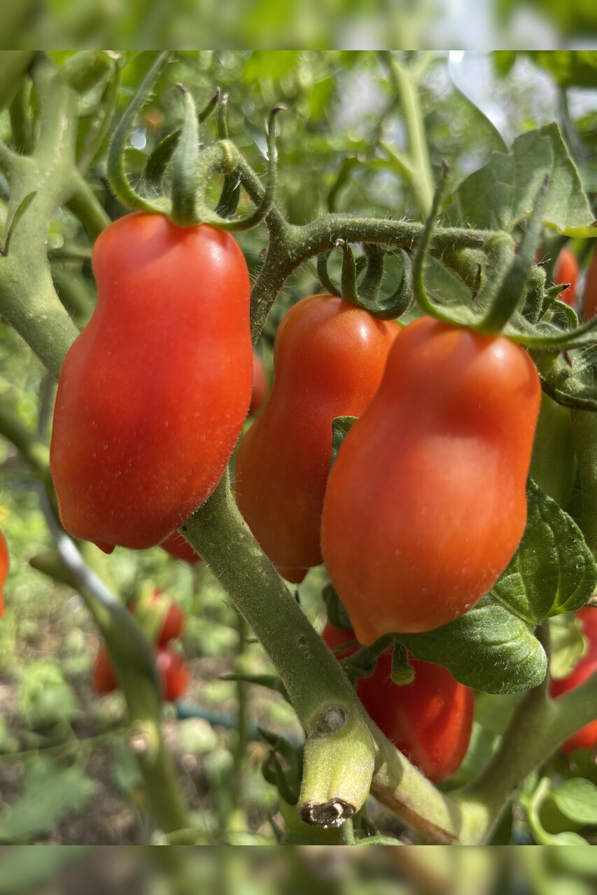 Tomaten Set "Balkontomaten" - 4 BIO-Tomatensorten [samenfest]