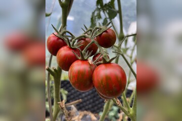 Tomate "Black Zebra Cherry" - BIO-Tomatensorte [samenfest]