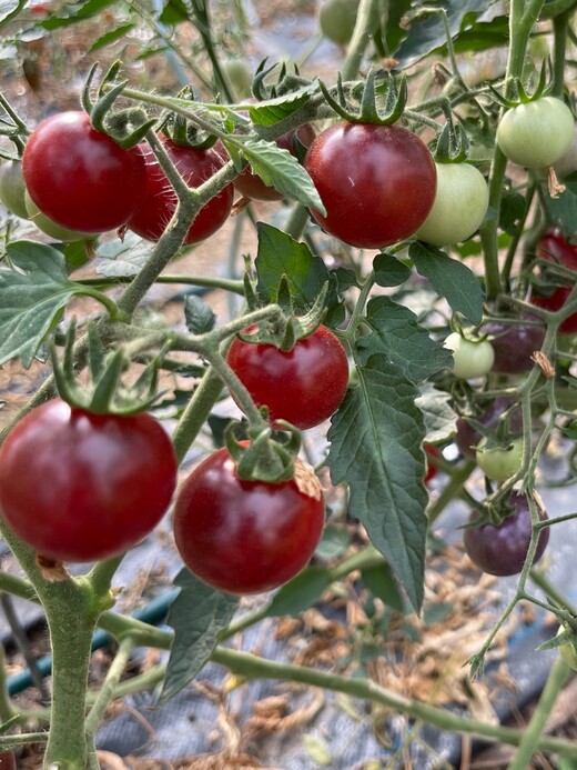 Tomaten Set "Freilandtomaten" - 4 BIO-Sorten [samenfest]