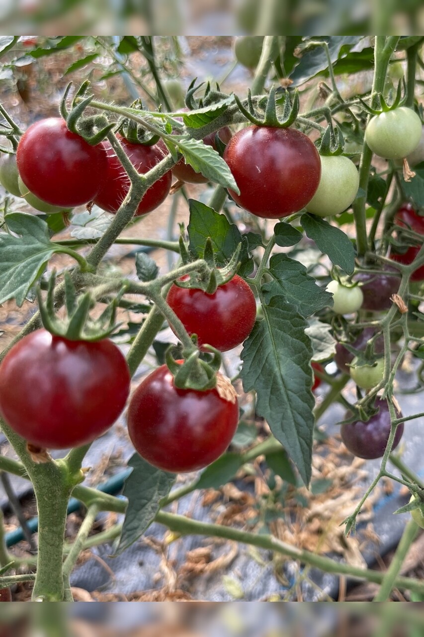 Tomaten Set "Freilandtomaten" - 4 BIO-Sorten [samenfest]