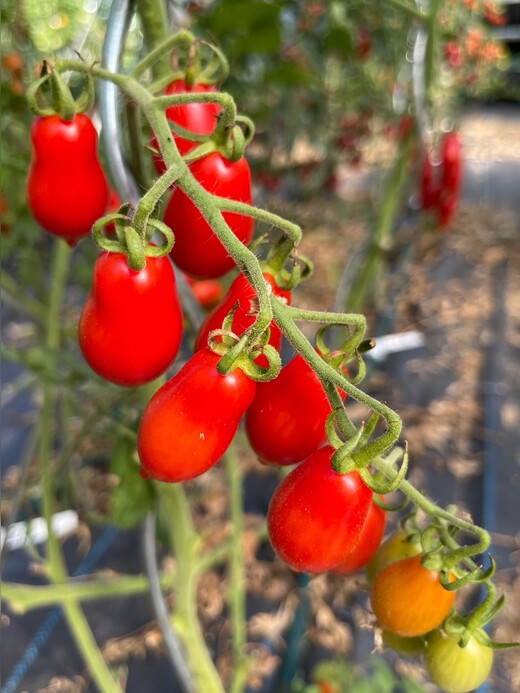 Tomate "Elfin" - BIO-Tomatensorte [samenfest]