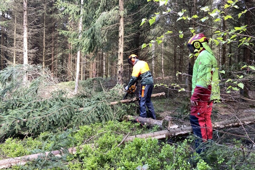 Motorsägenkurs AS Baum 1