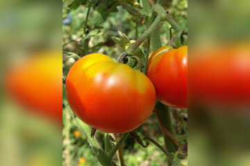 Tomate "Marmande" - BIO-Fleischtomate [samenfest]