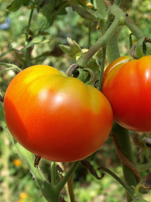 Tomate "Marmande" - BIO-Fleischtomate [samenfest]