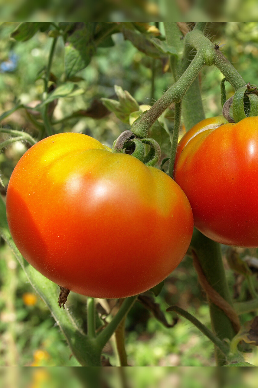 Tomate "Marmande" - BIO-Fleischtomate [samenfest]