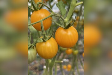 Tomate "Katinka" - BIO-Tomatensorte [samenfest]