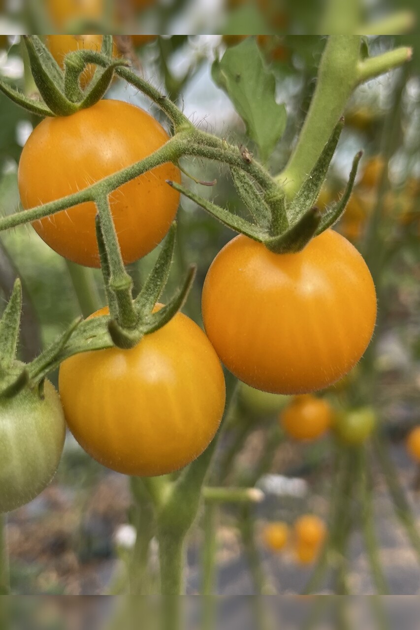 Tomate "Katinka" - BIO-Tomatensorte [samenfest]