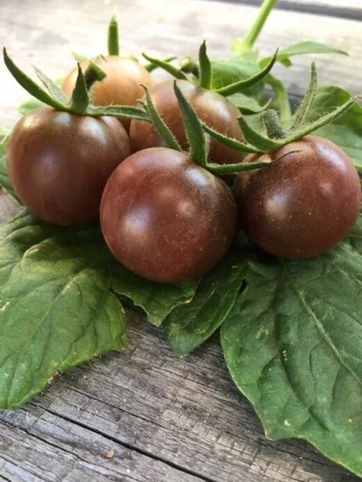 Tomaten Set "historische Tomatensorten"- 4 BIO-Sorten [samenfest]