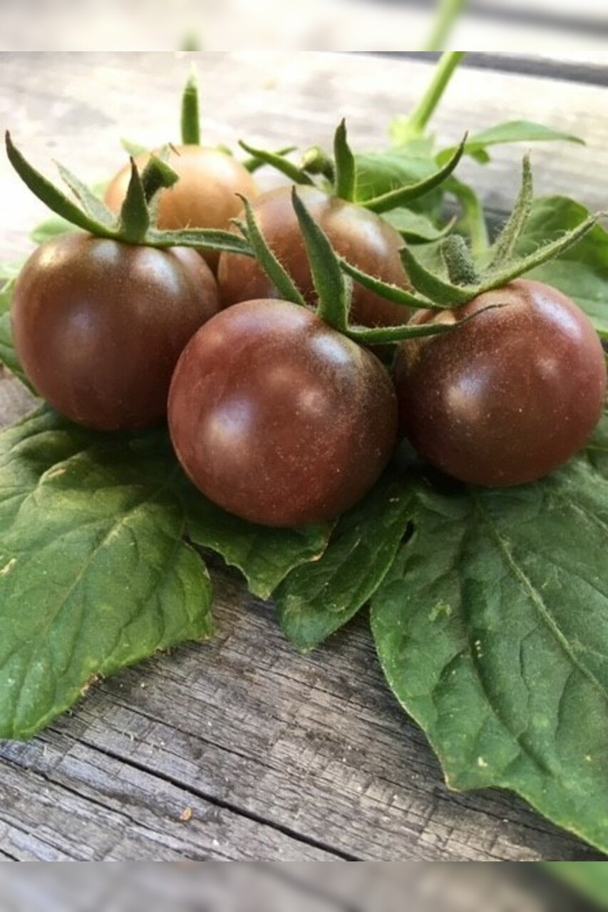 Tomaten Set "historische Tomatensorten"- 4 BIO-Sorten [samenfest]