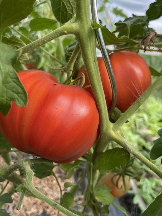 Tomate "Große aus dem Süden" - BIO-Tomatensorte [samenfest]