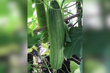 Schwammgurke "Luffa-Gurke" Bio-Freilandgurke (samenfest)