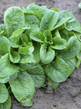 Feldsalat „Vit“ - Bio Samen (samenfest)