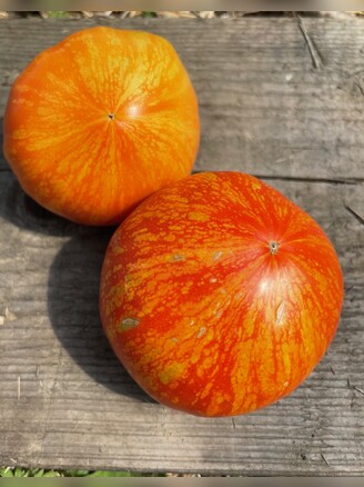 Tomate "Feuerwerk" - BIO-Tomatensorte [samenfest]