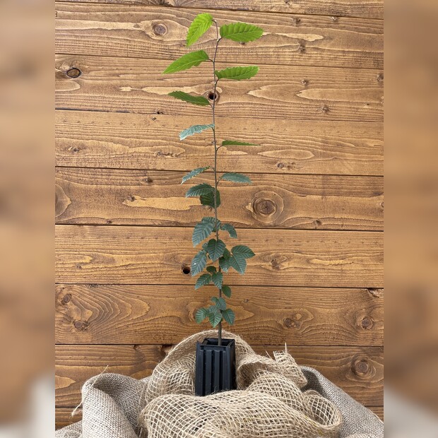 Trüffelbaum "Hainbuche"