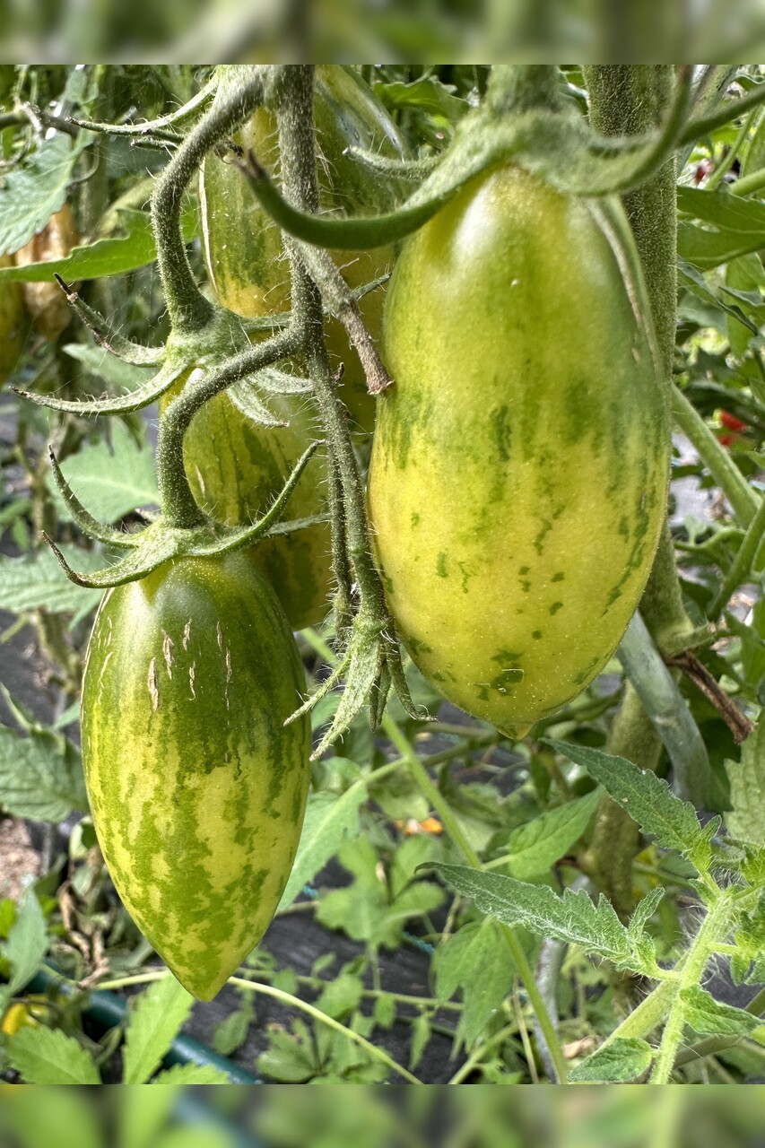 Tomate "Green Sausage" - BIO-Tomatensorte [samenfest]