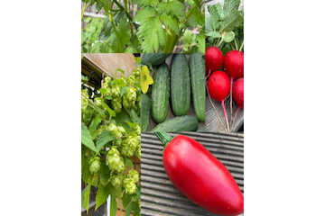 Gemüse Set "Biergarten" - 5 BIO-Gemüsesorten [samenfest]