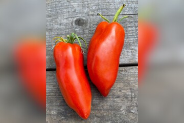 Tomate "Andenhorn" - BIO-Tomatensorte [samenfest]