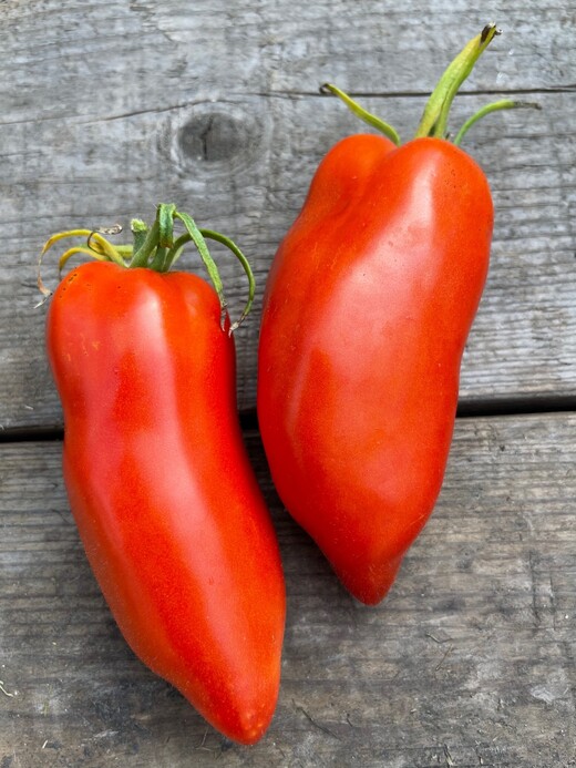 Tomate "Andenhorn" - BIO-Tomatensorte [samenfest]