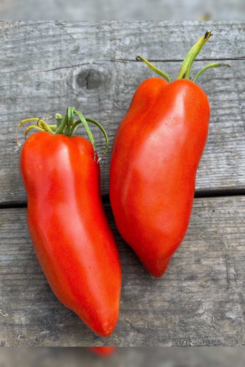 Tomate "Andenhorn" - BIO-Tomatensorte [samenfest]