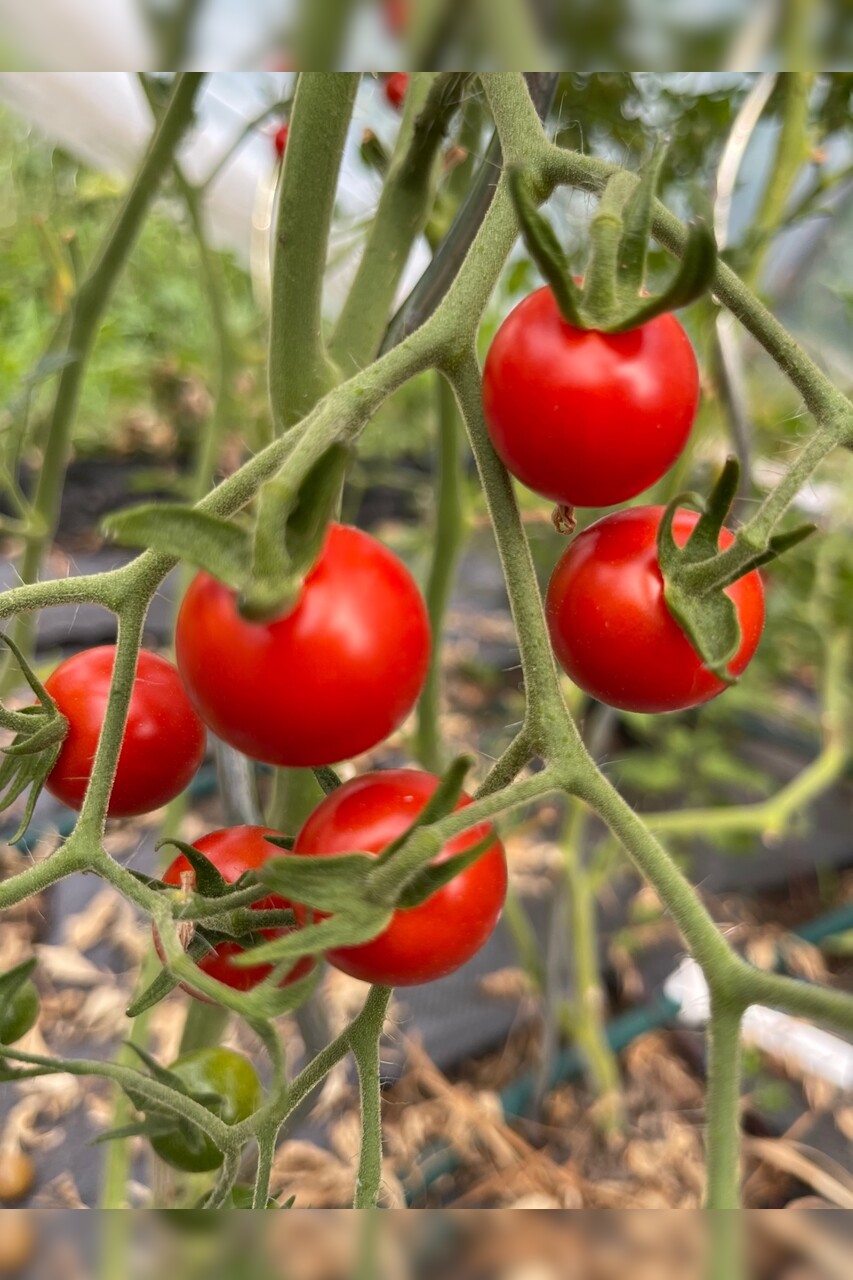 Tomaten Set "resistente Tomaten" - 4 robuste BIO-Sorten [samenfest]