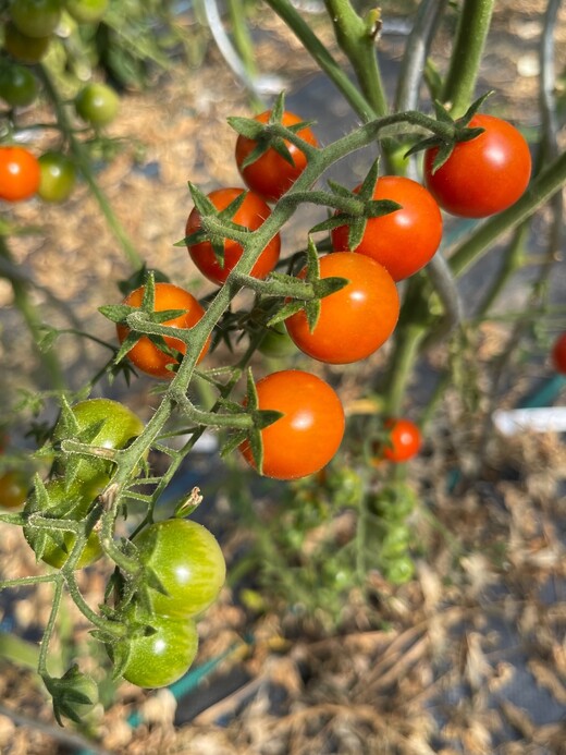 Tomate „Amore“ - BIO-Tomatensorte [samenfest]