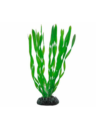 Hobby Vallisneria